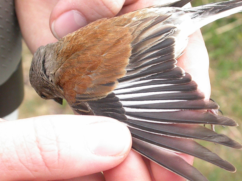 Common Linnet, Sundre